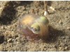 Photo of Rossia pacifica